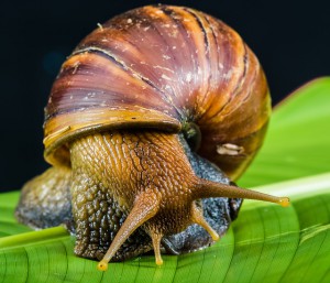 snail-424133_640